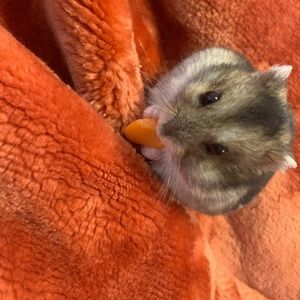 Meet your Posher, Mia